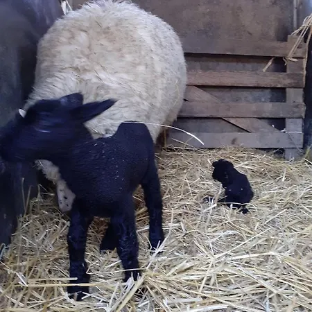 Haus-luise 別荘 Poppenbüll